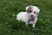 Lucky , a female Bichpoo for sale in Millersburg, OH – 2 of 5