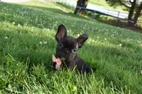 Sophia , a female French Bulldog for sale in Millersburg, OH – 4 of 5