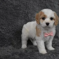 Callie , a female Cavachon for sale in Millersburg, OH – Photo 3 of 5