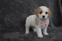Callie , a female Cavachon for sale in Millersburg, OH – Photo 3 of 5