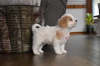 Callie , a female Cavachon for sale in Millersburg, OH – Photo 4 of 5