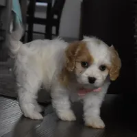 Callie , a female Cavachon for sale in Millersburg, OH – Photo 2 of 5