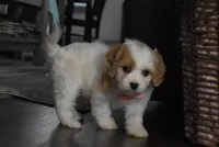 Callie , a female Cavachon for sale in Millersburg, OH – Photo 2 of 5