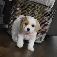 Callie , a female Cavachon for sale in Millersburg, OH – Photo 5 of 5
