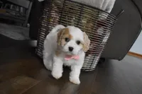 Callie , a female Cavachon for sale in Millersburg, OH – Photo 5 of 5