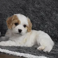 Callie , a female Cavachon for sale in Millersburg, OH – Photo 1 of 5