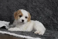 Callie , a female Cavachon for sale in Millersburg, OH – Photo 1 of 5