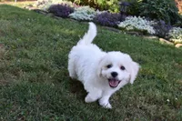 Tigger, a male Cavachon for sale in Millersburg, OH – 3 of 5