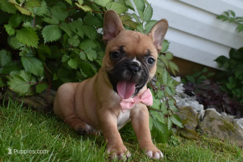 Lacy  – French Bulldog, Pug puppy for sale in Millersburg, OH