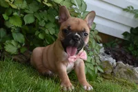 Lacy , a female French Bulldog and Pug for sale in Millersburg, OH – 1 of 5