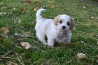 Carley , a female Cavachon for sale in Millersburg, OH – 5 of 5