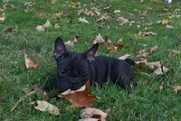 Skittles , a female French Bulldog for sale in Millersburg, OH – 2 of 5