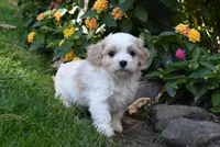 Cash , a male Cavachon for sale in Millersburg, OH – 2 of 6
