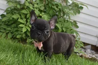 Precious , a female French Bulldog for sale in Millersburg, OH – 3 of 5