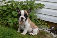 ladybug , a female French Bulldog and Pug for sale in Millersburg, OH – 4 of 4