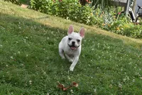 Princess, a female French Bulldog for sale in Millersburg, OH – 5 of 6