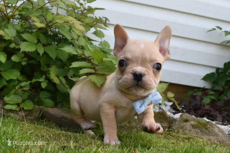 Pirate  – French Bulldog puppy for sale in Millersburg, OH