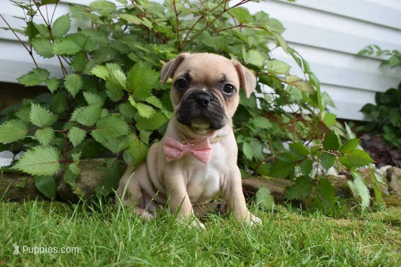 LIlly – French Bulldog, Pug puppy for sale in Millersburg, OH