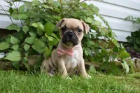 LIlly, a female French Bulldog and Pug for sale in Millersburg, OH – 1 of 5