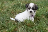 Ladybug , a female Bichpoo for sale in Millersburg, OH – 3 of 5