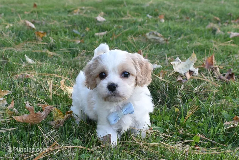 Charles – Cavachon puppy for sale in Millersburg, OH
