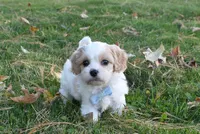 Charles, a male Cavachon for sale in Millersburg, OH – 1 of 6