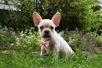 Mckenzie, a female French Bulldog and Pug for sale in Millersburg, OH – 3 of 6