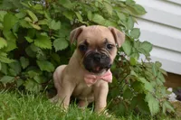 LIlly, a female French Bulldog and Pug for sale in Millersburg, OH – 3 of 5