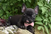 Precious , a female French Bulldog for sale in Millersburg, OH – 2 of 5