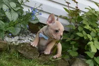 Pirate , a male French Bulldog for sale in Millersburg, OH – 2 of 6