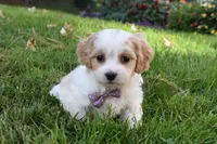 Carley , a female Cavachon for sale in Millersburg, OH – 2 of 5
