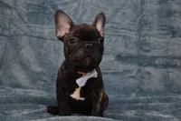 Pirate , a male French Bulldog for sale in Millersburg, OH – Photo 1 of 4