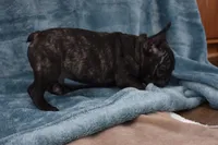 Pirate , a male French Bulldog for sale in Millersburg, OH – Photo 3 of 4