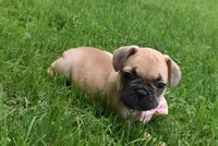 Monica, a female French Bulldog and Pug for sale in Millersburg, OH – 3 of 6