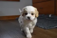 processed/d5d8a346-074d-48c0-a27d-ebdd4bd21b46/listing/774dbe67-dff1-463f-b0c0-11a2226bd8e3/53978fb5-e17c-43a2-8bcd-130fc28ae732