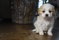 processed/d5d8a346-074d-48c0-a27d-ebdd4bd21b46/listing/774dbe67-dff1-463f-b0c0-11a2226bd8e3/b59e0582-5b72-4488-85ef-1ce5c849efd5