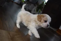 processed/d5d8a346-074d-48c0-a27d-ebdd4bd21b46/listing/774dbe67-dff1-463f-b0c0-11a2226bd8e3/b99e342b-d7e1-4cde-9aec-2e7c00b2c909