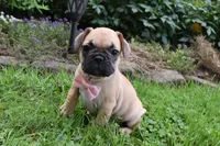 Monica, a female French Bulldog and Pug for sale in Millersburg, OH – 4 of 6