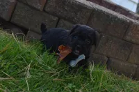 Snoopy , a female French Bulldog and Poodle - Toy  for sale in Millersburg, OH – 5 of 5
