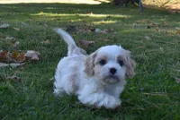 Cash , a male Cavachon for sale in Millersburg, OH – 6 of 6
