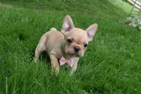 Sierra , a female French Bulldog for sale in Millersburg, OH – 2 of 5