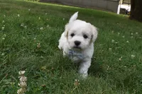 Tigger, a male Cavachon for sale in Millersburg, OH – 5 of 5
