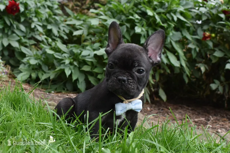 Sarge  – French Bulldog puppy for sale in Millersburg, OH