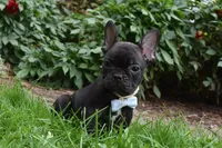 Sarge , a male French Bulldog for sale in Millersburg, OH – 1 of 5