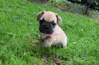 Monica, a female French Bulldog and Pug for sale in Millersburg, OH – 2 of 6