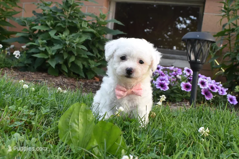 Charity  – Bichpoo puppy for sale in Millersburg, OH