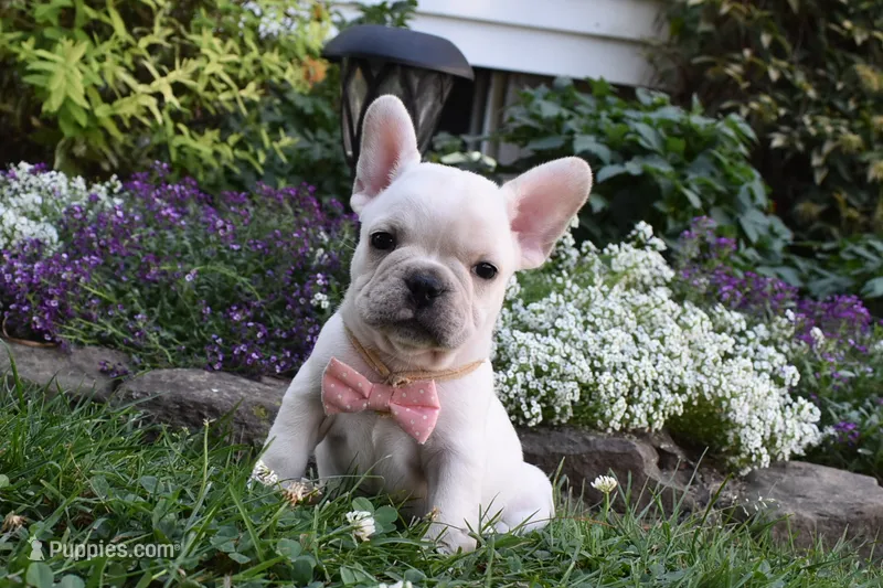 Tanya  – French Bulldog, Pug puppy for sale in Millersburg, OH