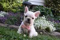 Tanya , a male French Bulldog and Pug for sale in Millersburg, OH – 1 of 4