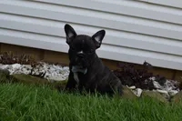 Fisher, a male French Bulldog for sale in Millersburg, OH – 3 of 6