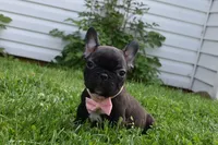 Precious , a female French Bulldog for sale in Millersburg, OH – 5 of 5